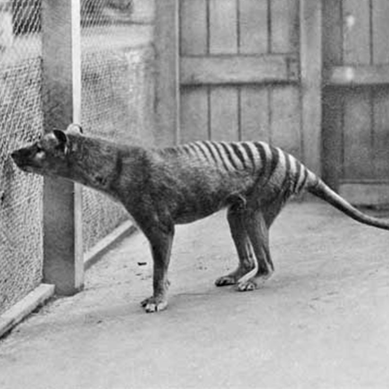 Tigre de Tasmania, Zoológico de Hobart, 1933