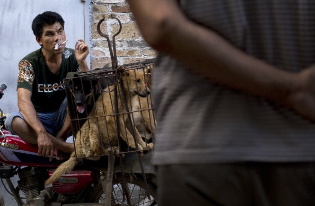 Un vendedor de perros fuma mientras espera a los compradores junto a varios perros enjaulados que posteriormente serían vendidos como carne para consumo humano en China.