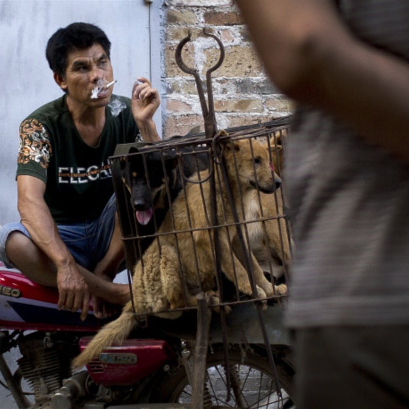 China veta el consumo de carne de perro y de gato