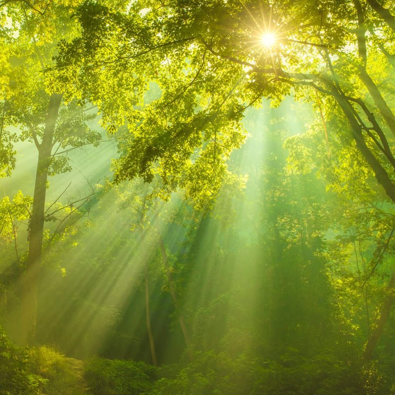 Bosque iluminado por la luz solar 