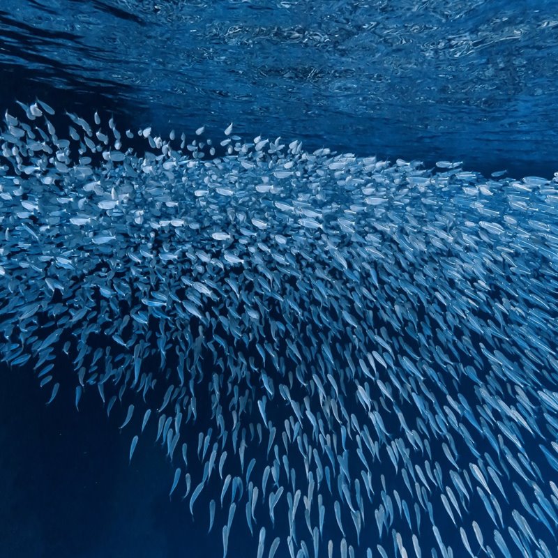Encuentran micropláticos en las sardinas pescadas en el Mediterráneo occidental 
