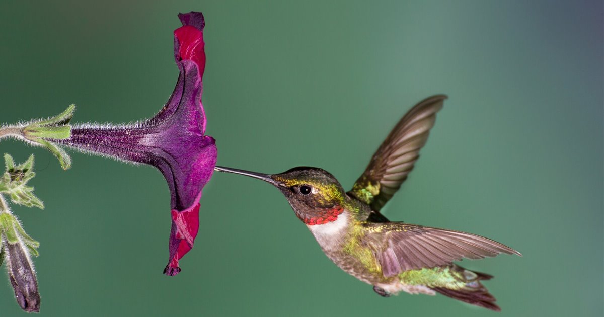 Los colibríes se guían siguiendo la luz ultravioleta