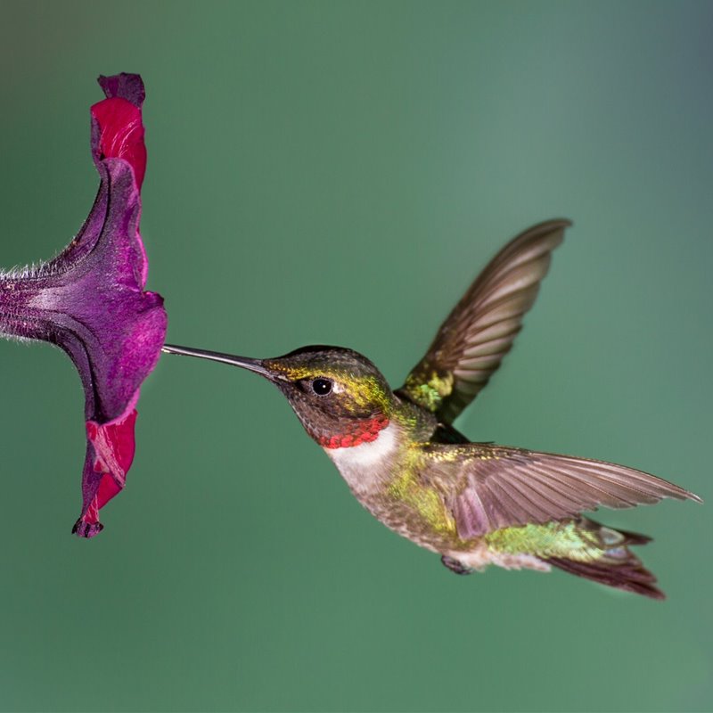 Los colibríes se guían siguiendo la luz ultravioleta