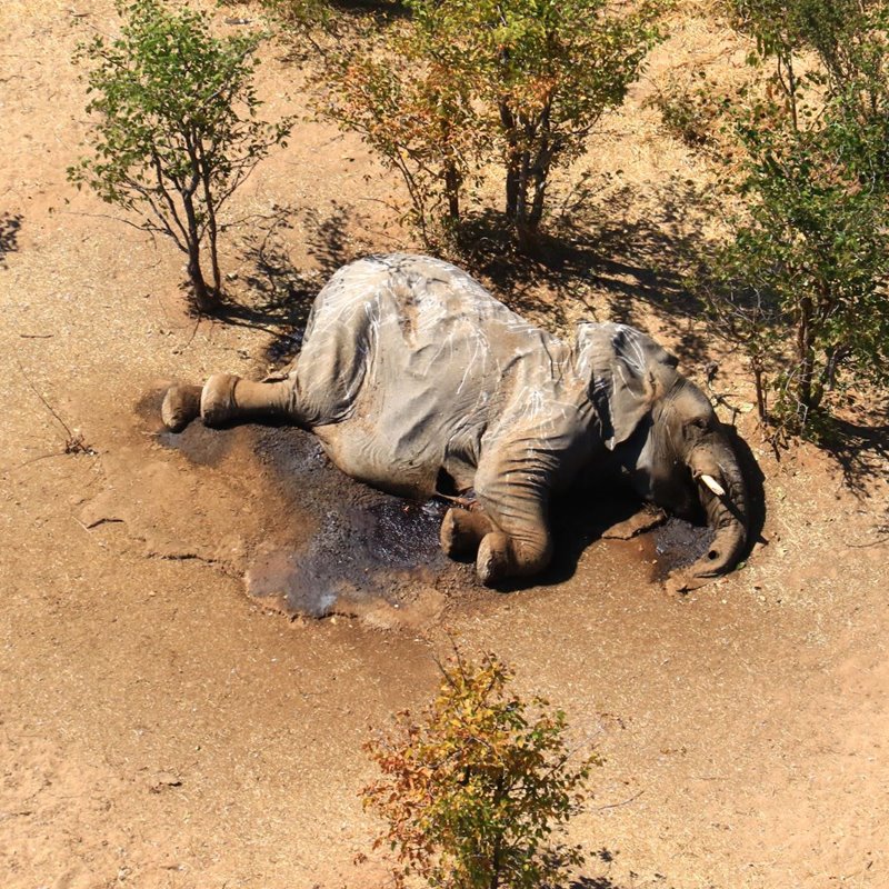 Encuentran cientos de elefantes muertos en el norte de Botswana