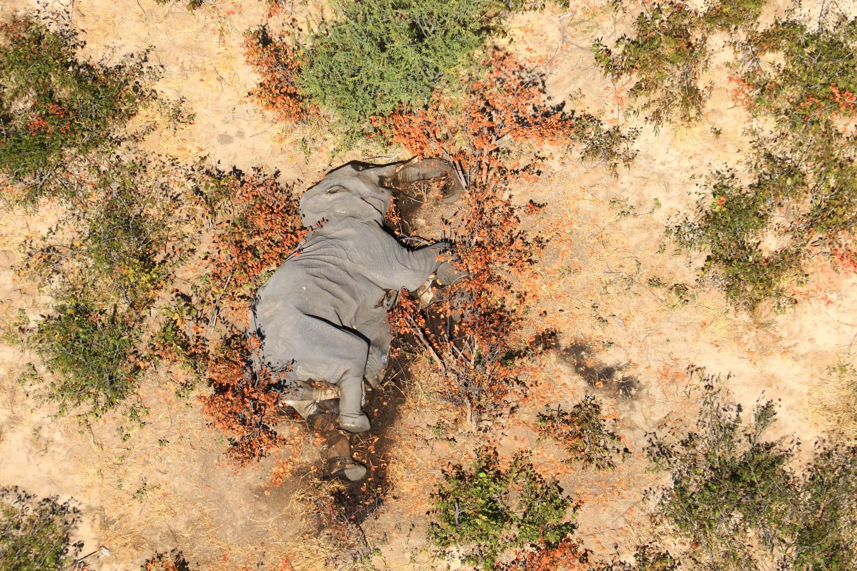 Cadáver de elefante entre unos arbustos