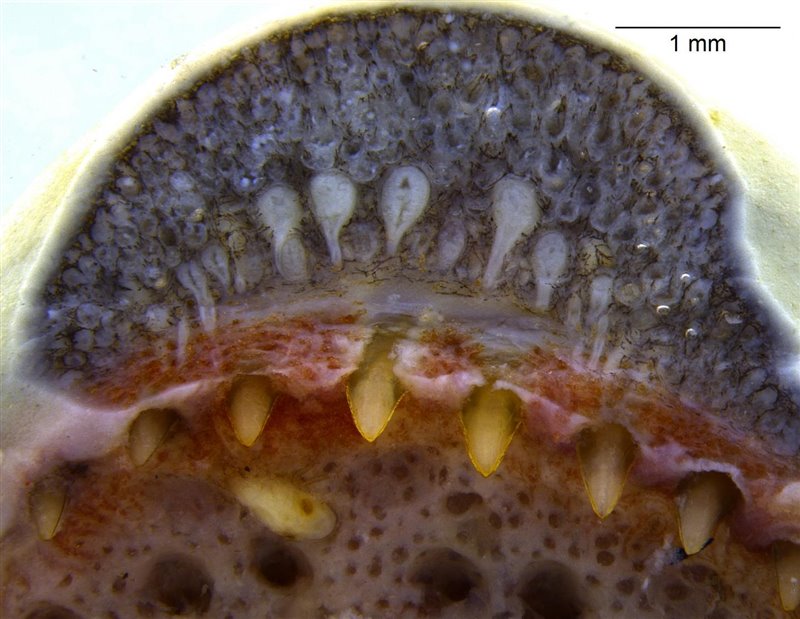 Mandibula superior Siphonops annulatus. Glándulas asociadas a los dientes