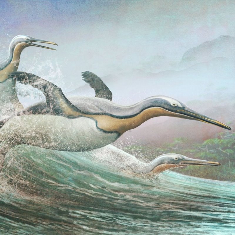 Los antiguos pingüinos gigantes ya usaban sus alas para nadar