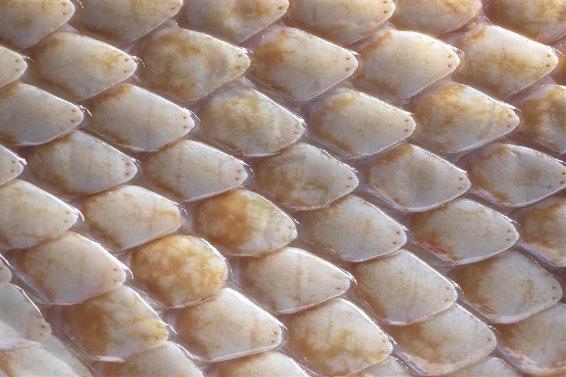 Escamas de serpiente albina