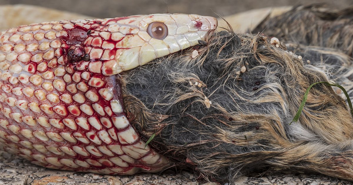 animales serpiente blanca