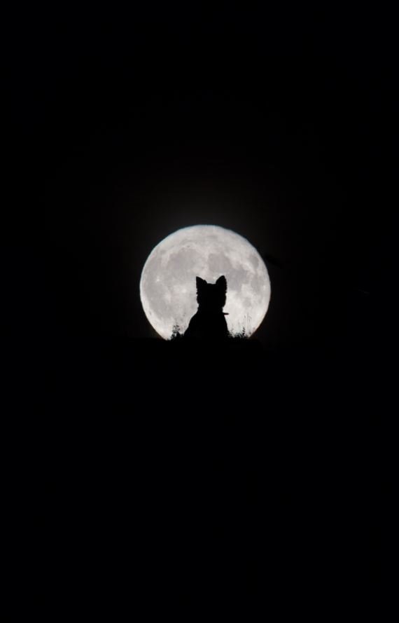 Big Moon, Little Werewolf 
