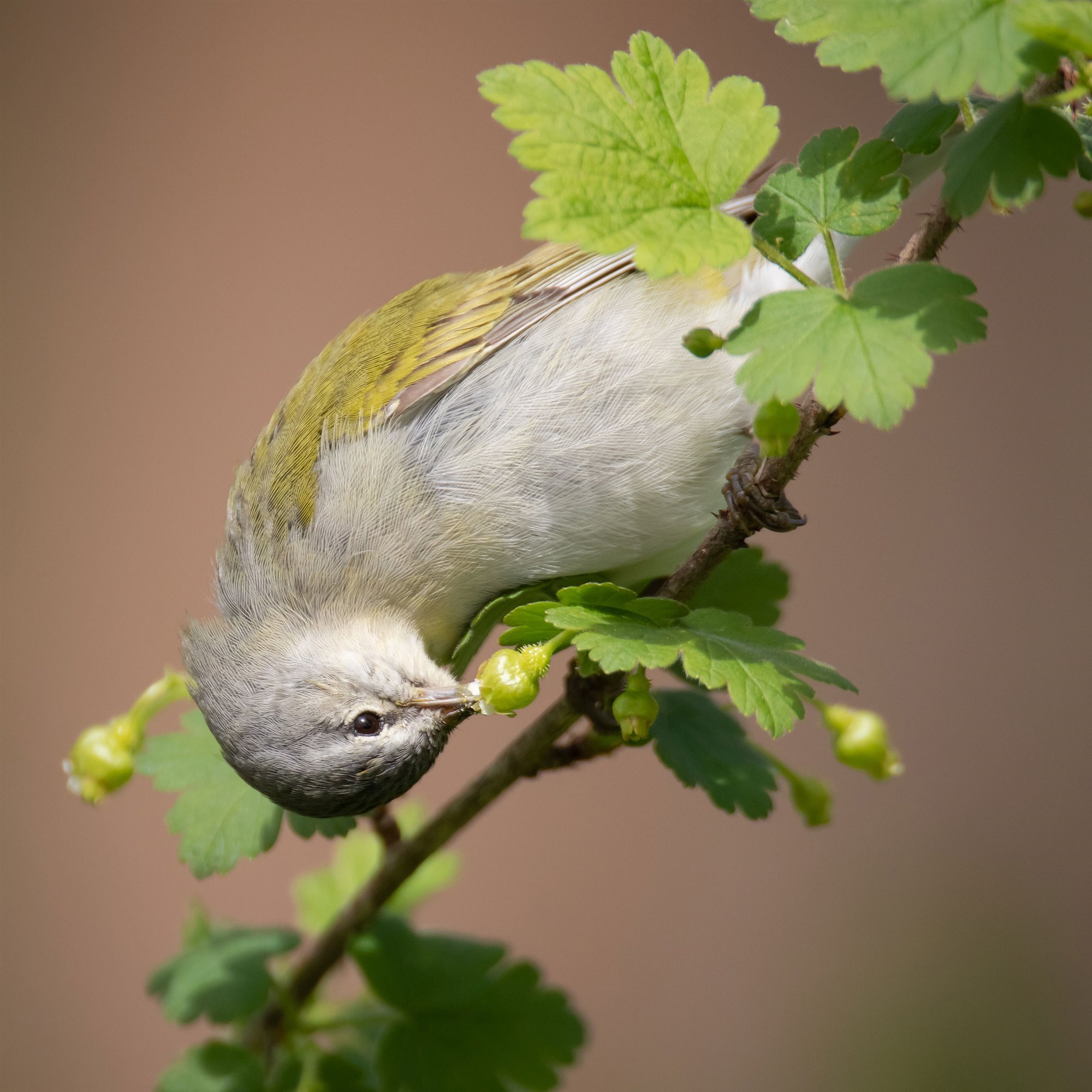10 fotografías inspiradoras para los amantes de las aves