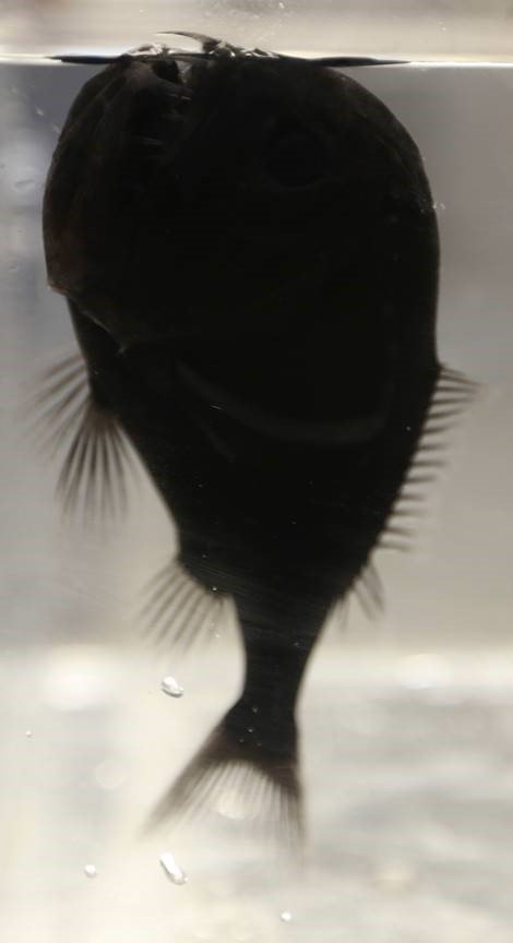 Fotografiar un ejemplar como este pez colmillo no resultó nada fácil para los investigadores. Si no se dispone del equipo adecuado, la imagen resultante siempre era la misma: una silueta negra sin ningún rasgo identificable. 