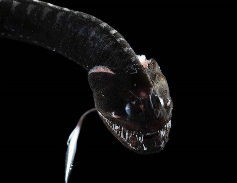 "Idiacanthus antrostomus", conocido como 'dragón negro del Pacífico', es el segundo pez más negro de entre los estudiados por el equipo de investigación. Esta criatura cuenta con un señuelo luminoso que utiliza para atraer a las presas. De no ser por su piel ultraoscura, el reflejo de ese señuelo asustaría a sus capturas.