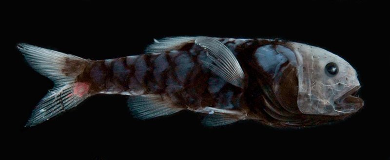 La piel ultranegra cubre las escamas de este pez de la especie "Poromitra crassiceps". Cuando un depredador intenta atraparlo, tanto la piel como las escamas se desprenden con facilidad, lo que le permite escapar con facilidad. 