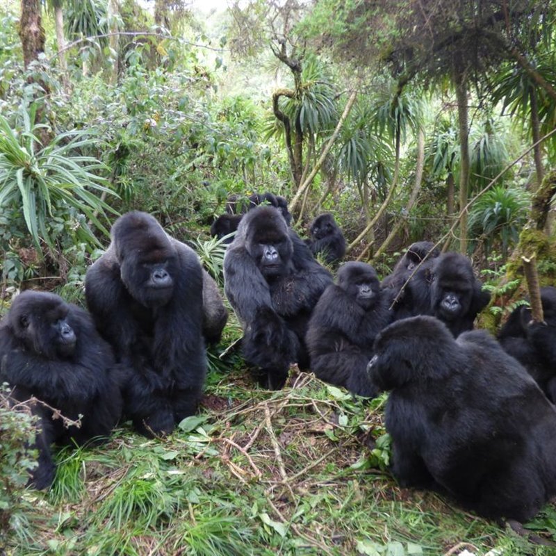 Las complejas redes sociales de los gorilas de montaña