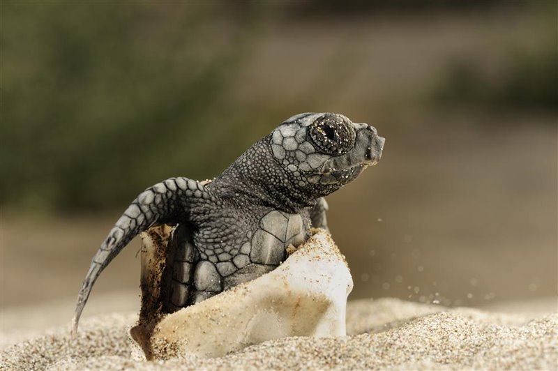 Caretta caretta -Tortuga boba. Las 7 especies de tortugas marina que existen en el mundo representan otro gran éxito de la historia de la conservación