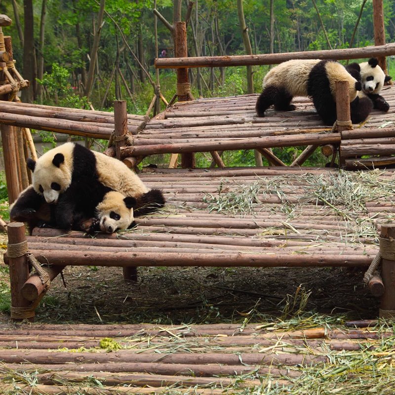 Pandas en una reserva en China
