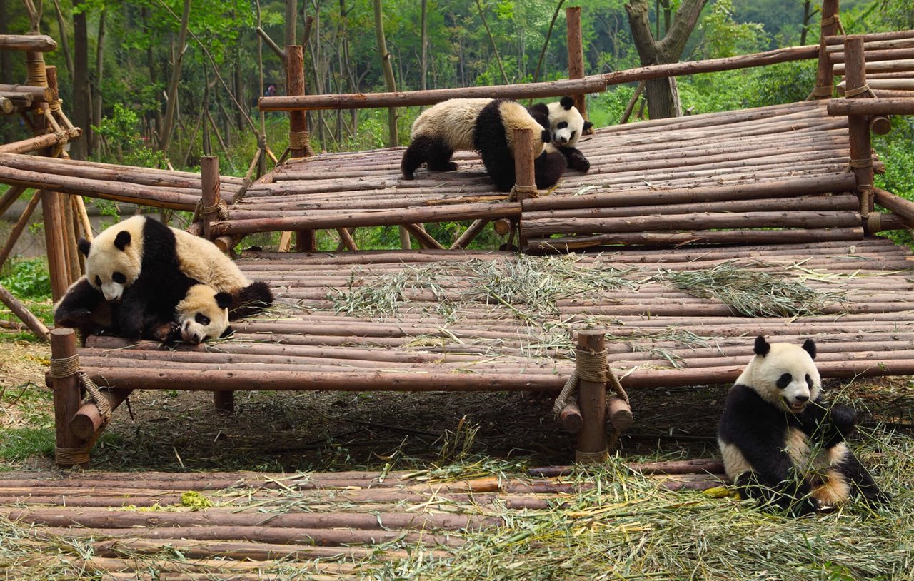Pandas en una reserva en China
