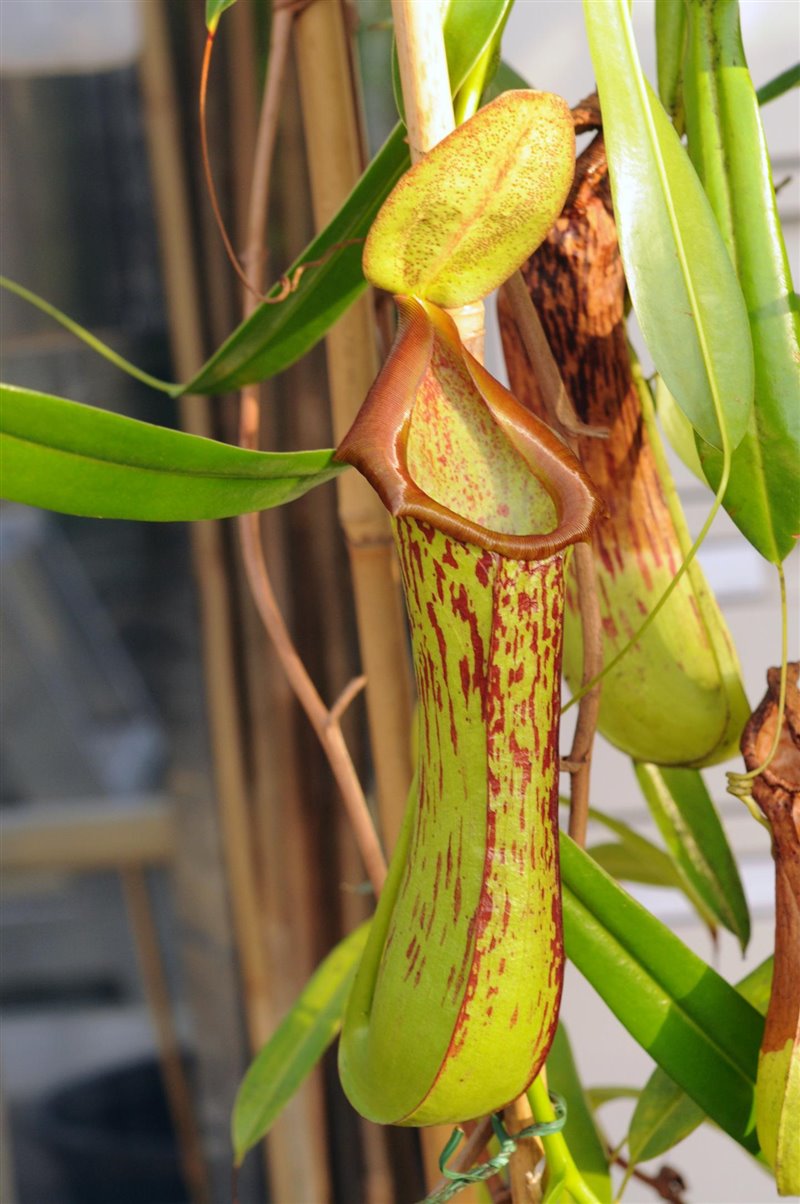 Los asistentes al congreso internacional de botánica cambian nombres científicos de especies de plantas por consideraciones racistas