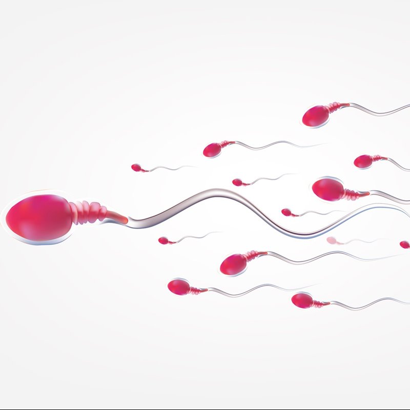 Los espermatozoides no avanzan moviendo la cola