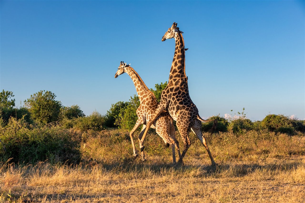 Un par de jirafas se aparean fervientemente en Sudáfrica.