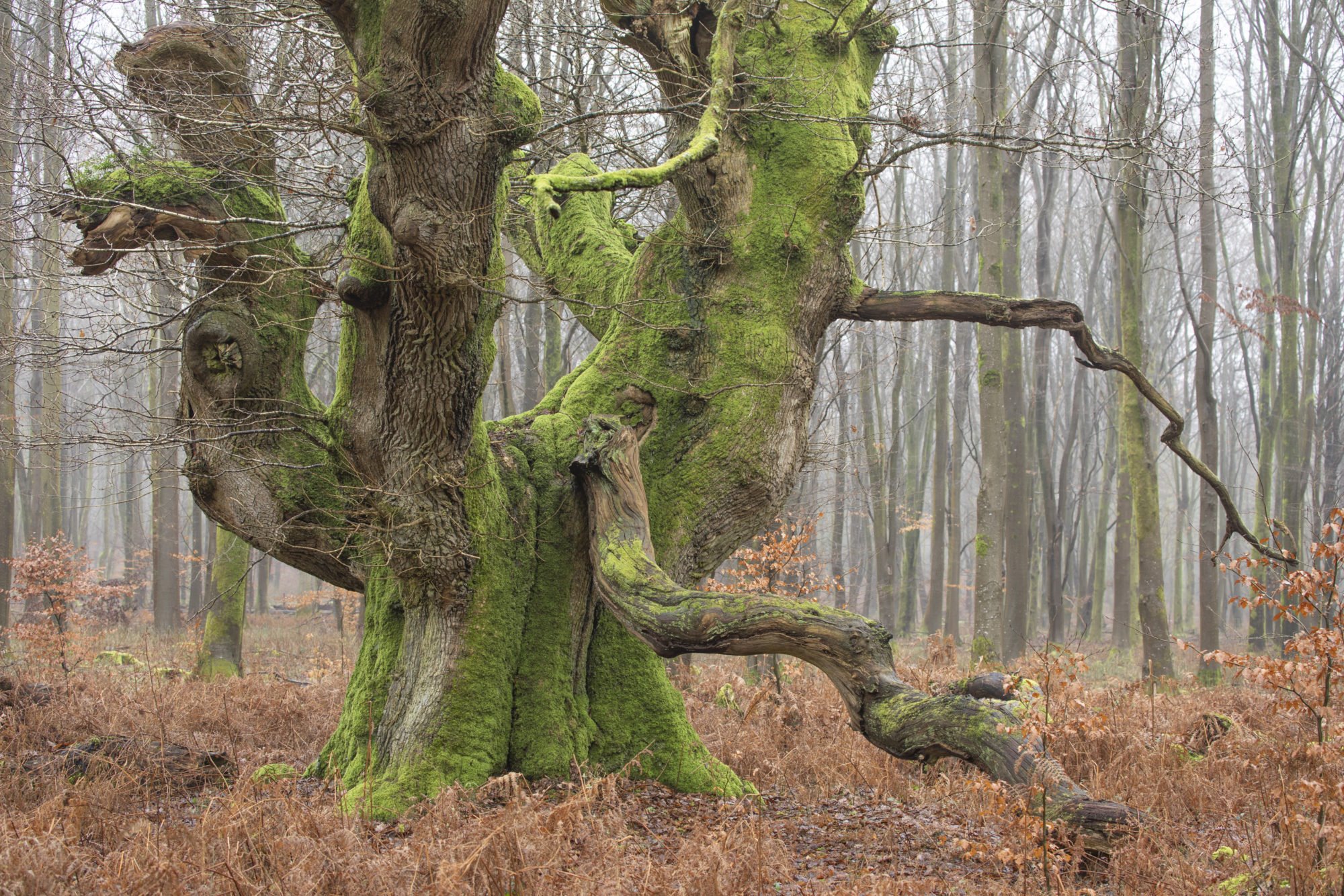 StephenDavis OakPollard. Oak Pollard