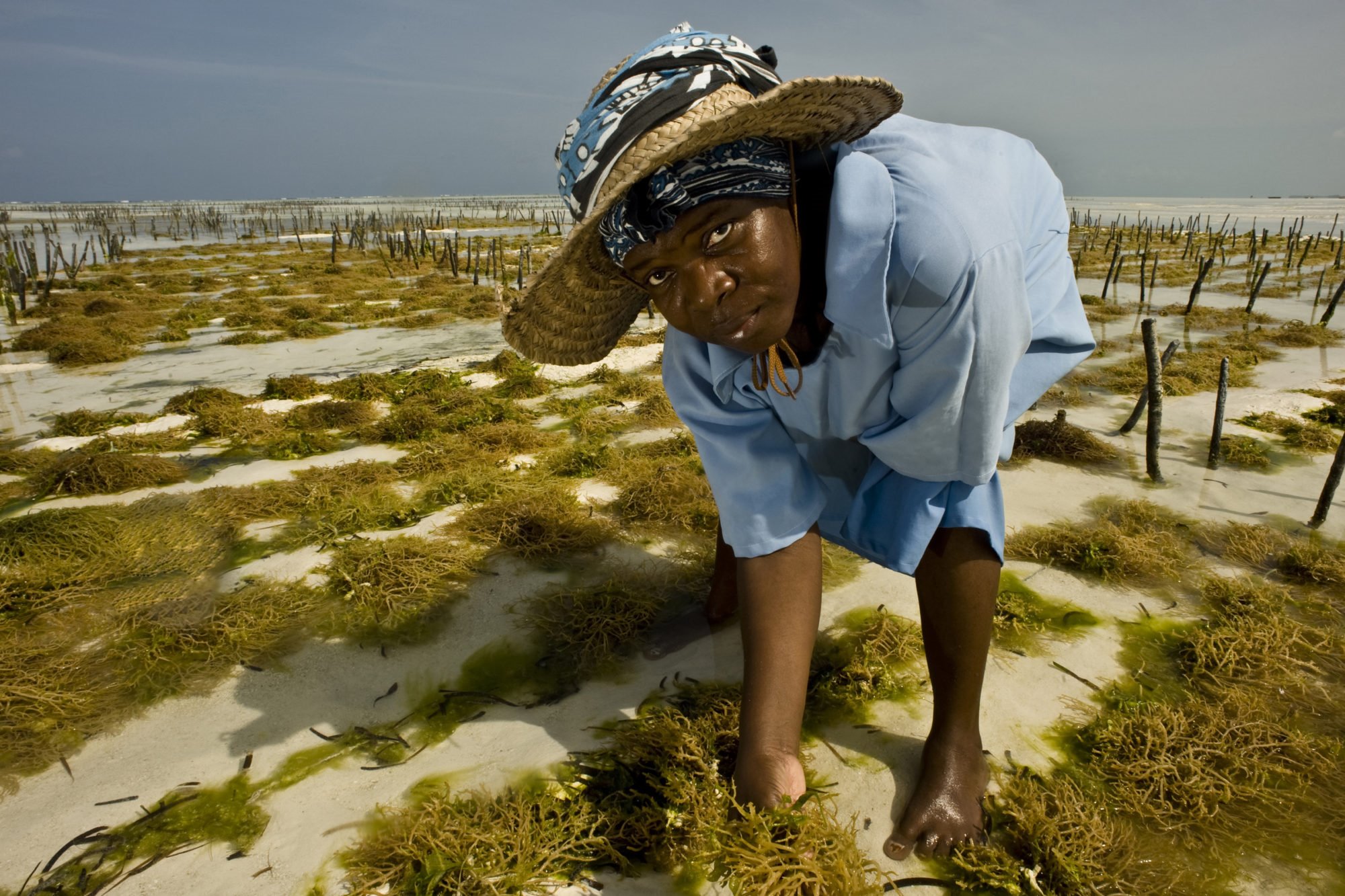 Sea Weed Cultivation