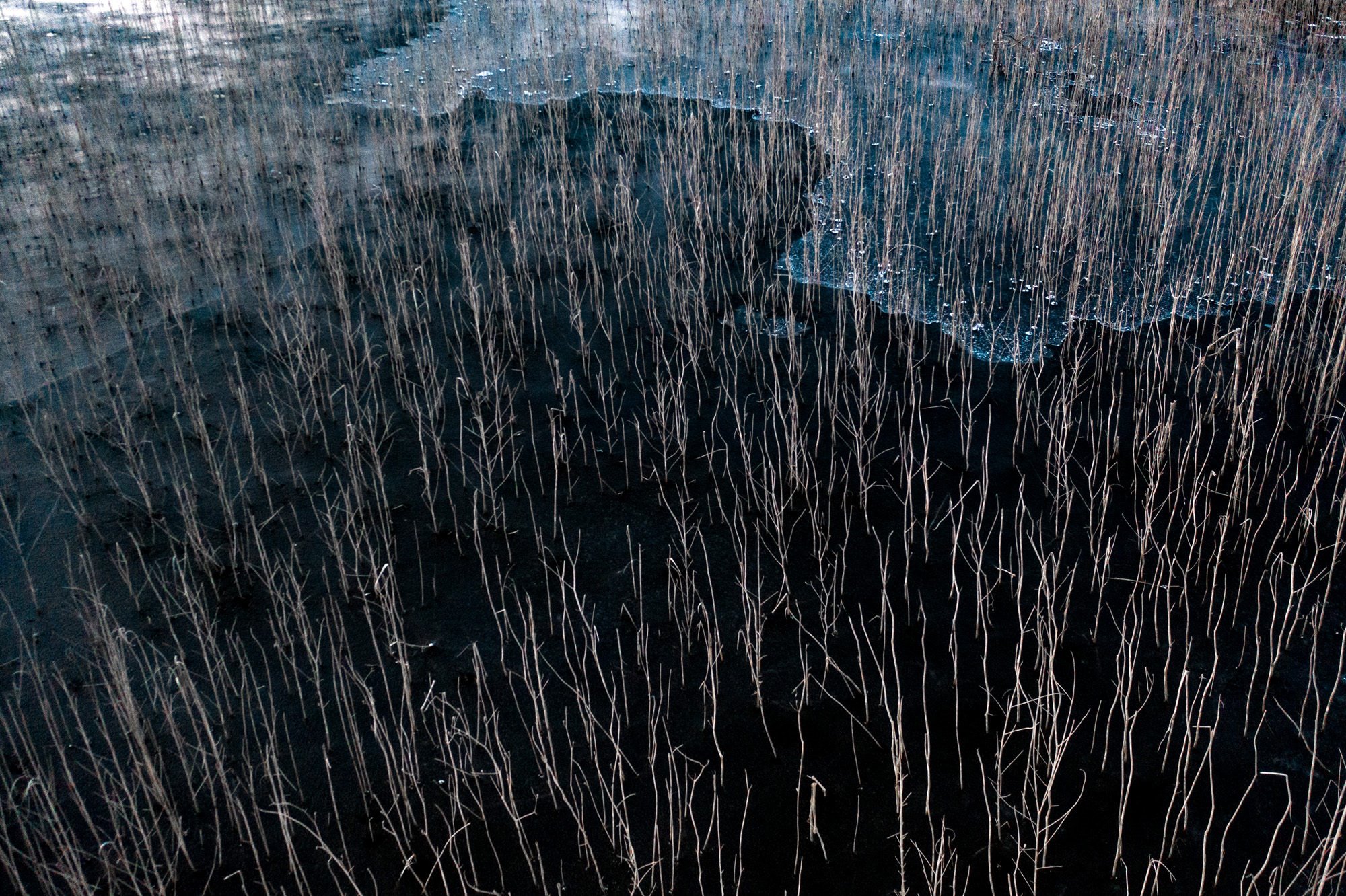 Wetland in Winter
