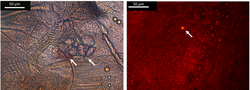 Dos microplásticos (izquierda) y nanoplásticos (derecha) encontrados en los tractos digestivos de los anfípodos.