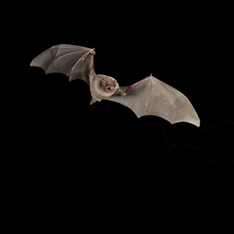 El SARS-CoV-2 lleva entre 70 y 40 años en los murciélagos y lo más probable es que saltara directamente a humanos