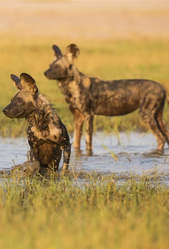 Licaones, el perro hiena diseñado para la persecución 