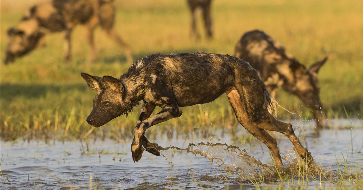 se puede domesticar a un perro salvaje africano