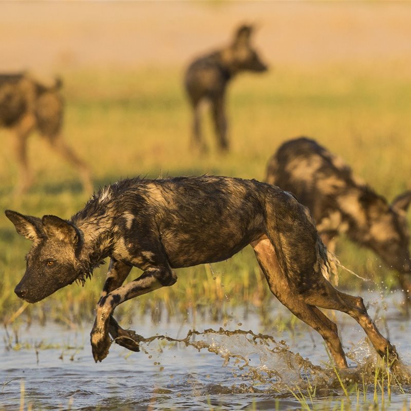 Licaones, el perro hiena diseñado para la persecución 