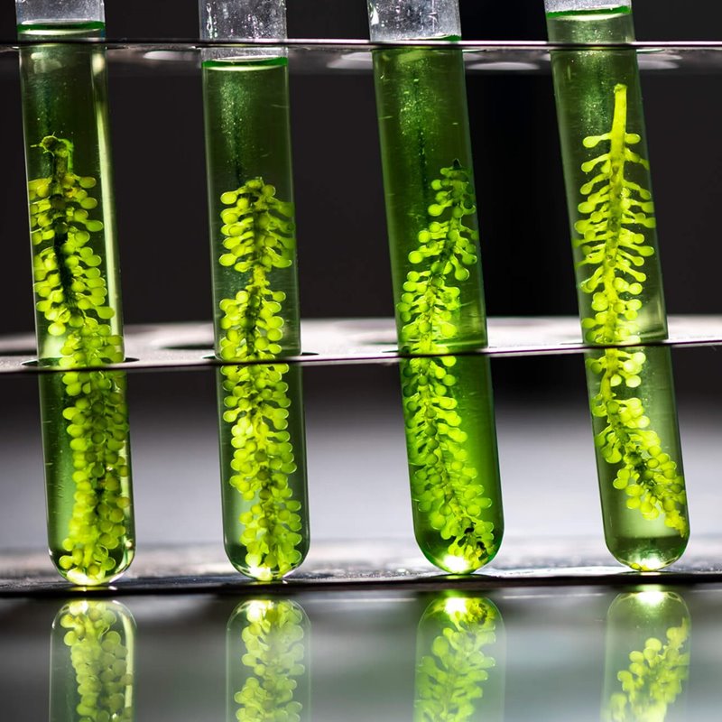 Cultivo de algas in-vitro