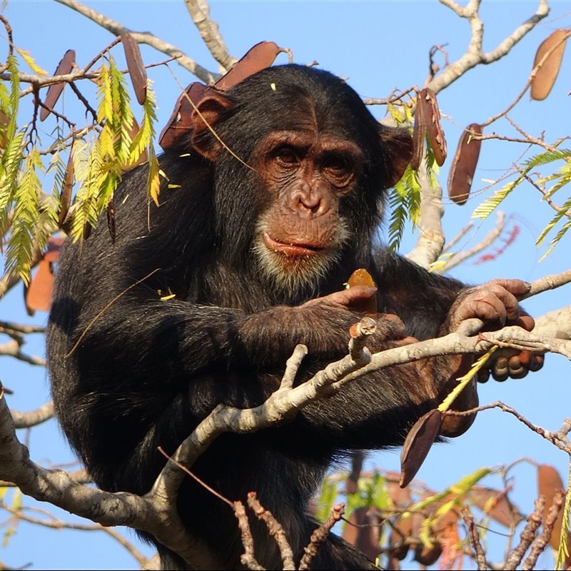 Explorando la diversidad conductual de los chimpancés 