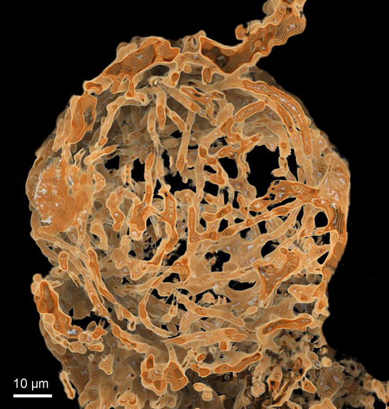 Reconstrucción de los órganos sexuales de una hembra de ´Myanmarcypris hui´ repletos de espermatozoides gigantes en forma de filamentos. 