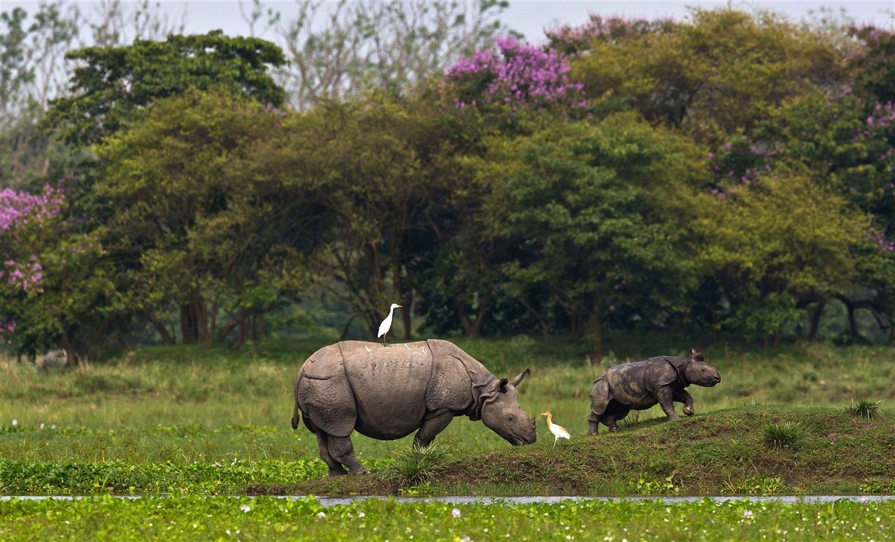 El rinoceronte indio, un ejemplo de éxito en la recuperación.
