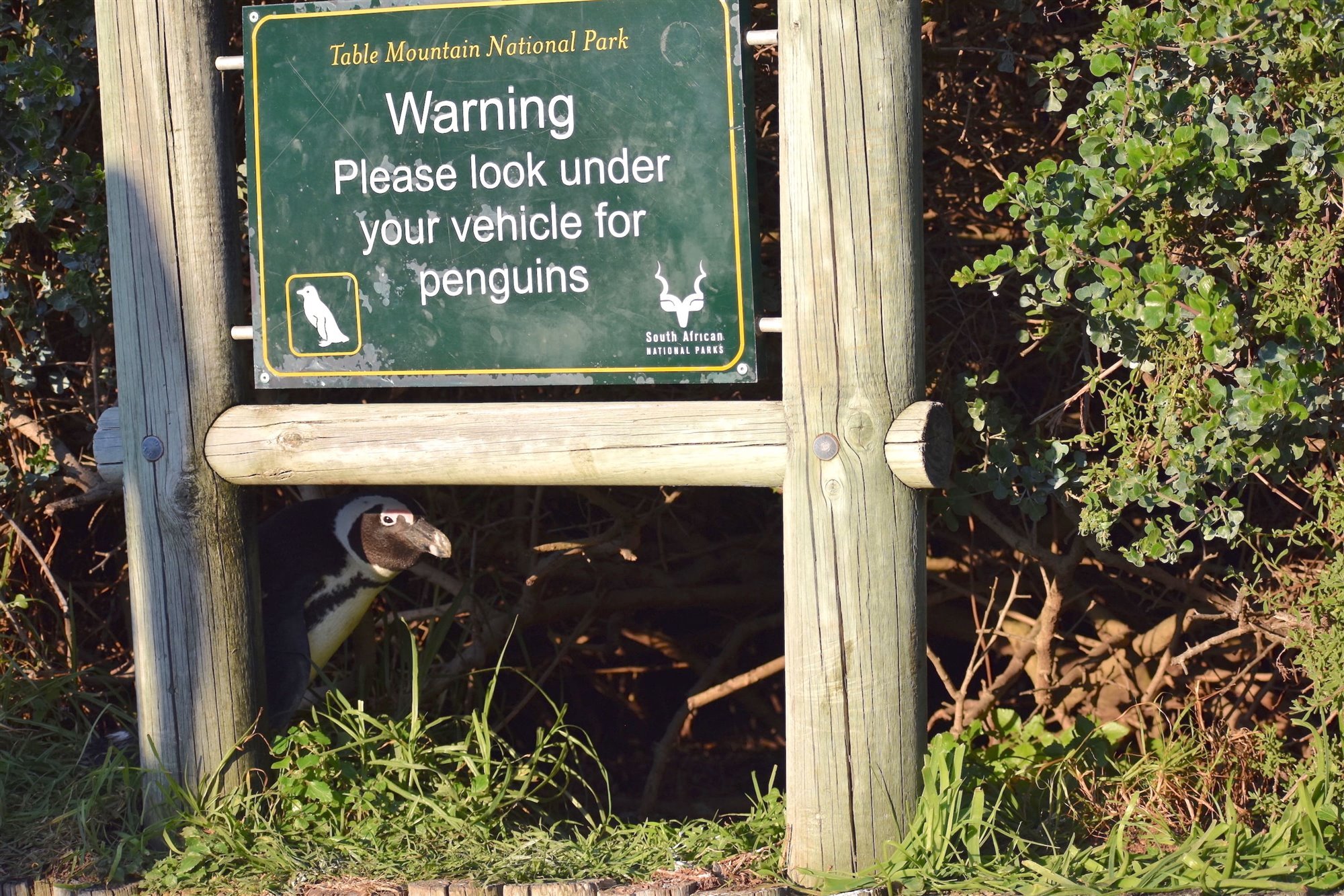 La rebelión de los pingüinos