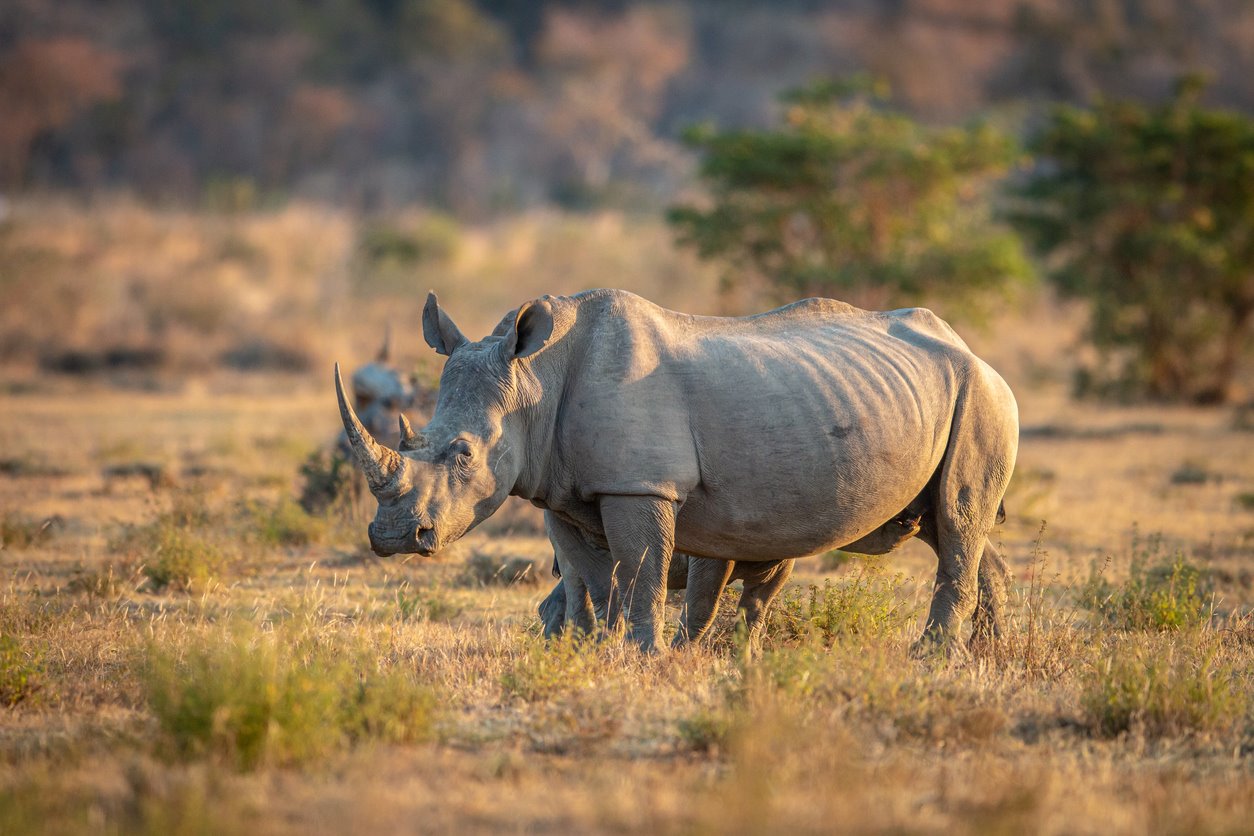 Rinoceronte blanco, resistencia atemporal en el corazón de África.