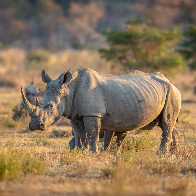 La lucha del rinoceronte contra la extinción