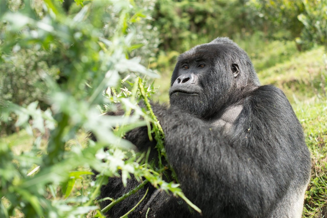 Los gorilas de espalda plateada son los líderes de sus manadas. El característico color ceniza en la parte posterior de su cuerpo es un distintivo inigualable que advierte de su presencia a todo el que se acerca.