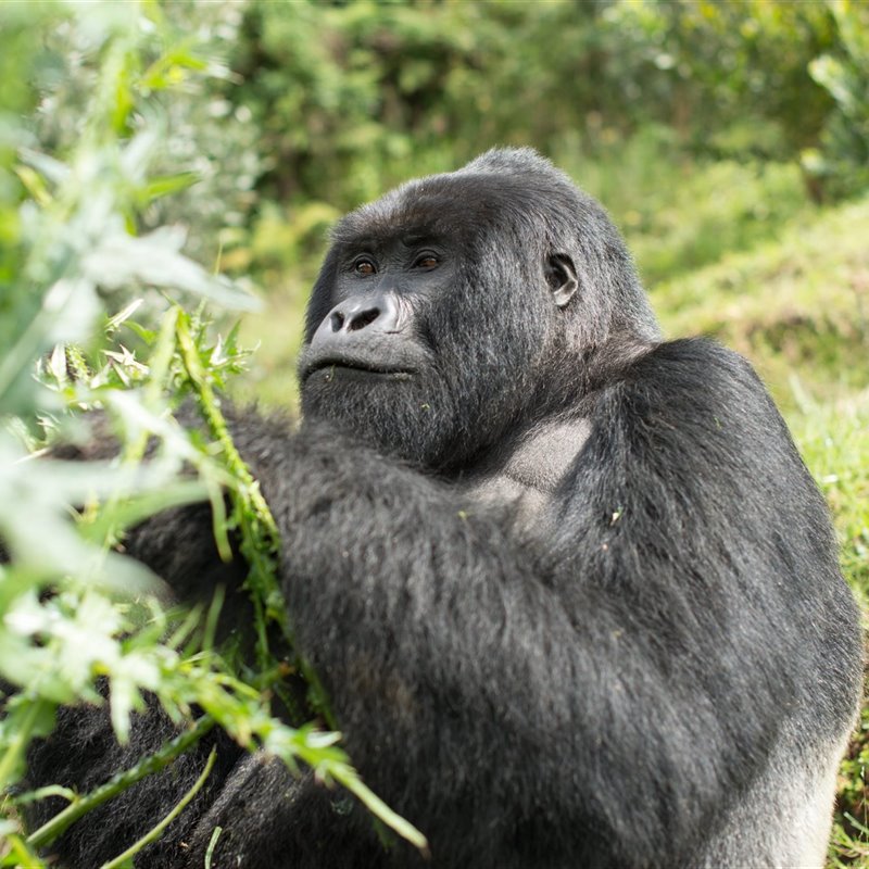 Gorilas al borde de la extinción