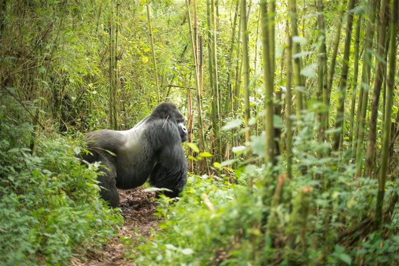 Un espalda plateada, el líder de una manada de gorilas de montaña.
