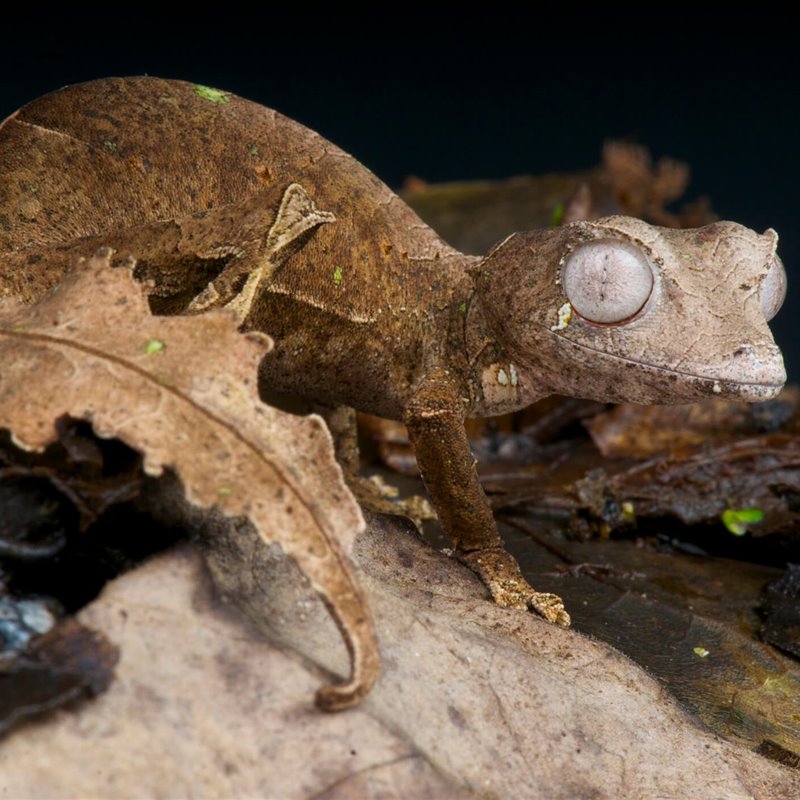 Gecko satánico de cola de hoja - Uroplatus phantasticus