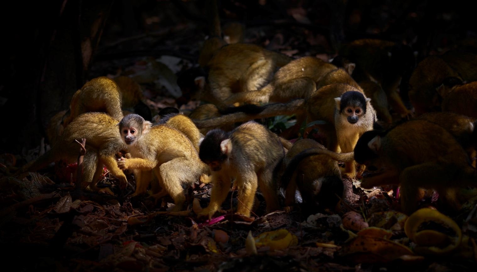 capuchin-monkeys-on-the-ground_7f316631_1518x867.jpg