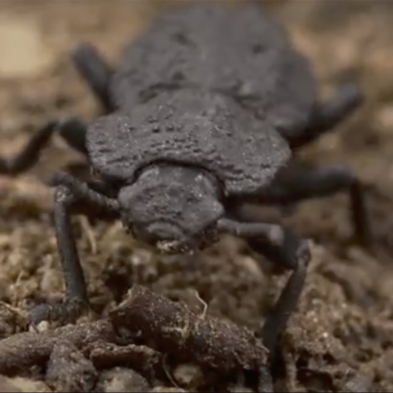 Los secretos del escarabajo (casi) indestructible 