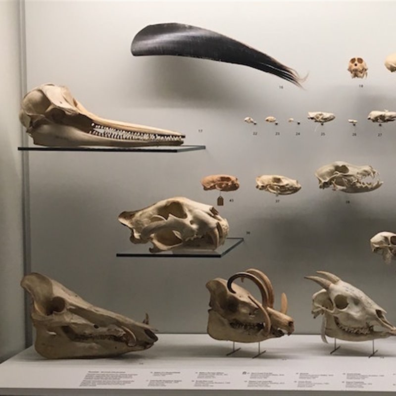 Colección de fósiles endémicos del Sudeste Asiático.