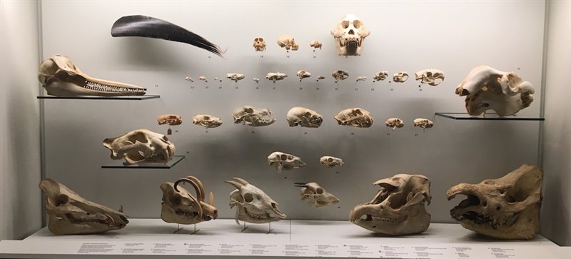 Colección de fósiles endémicos del Sudeste Asiático.