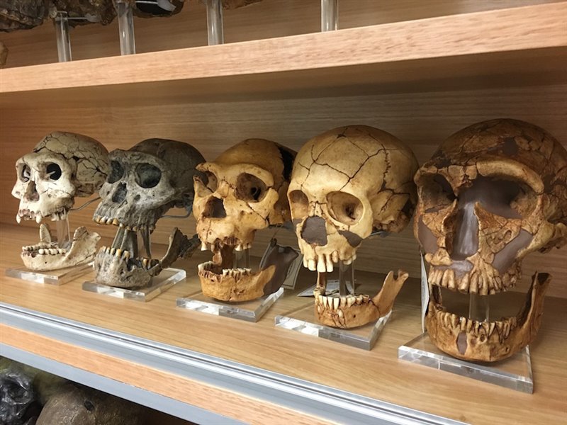 Los procesos evolutivos se pueden observar en la morfología de los cráneos de estos homínidos.