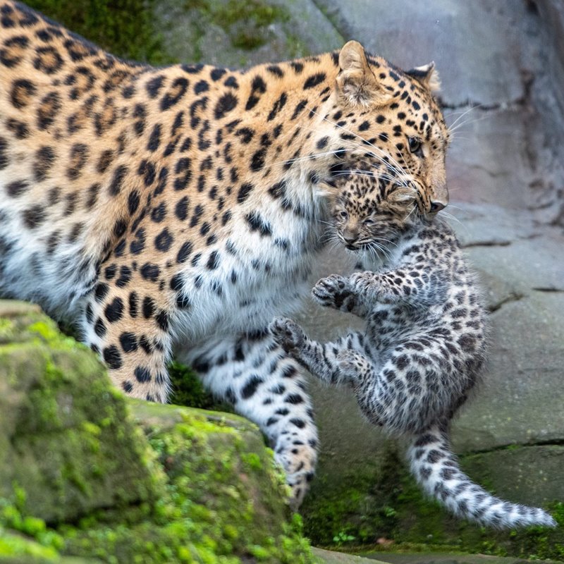 El número de leopardos en el norte de China se recupera